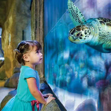 Little Sea Stars | SEA LIFE Charlotte