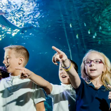 Summer Camp Web
