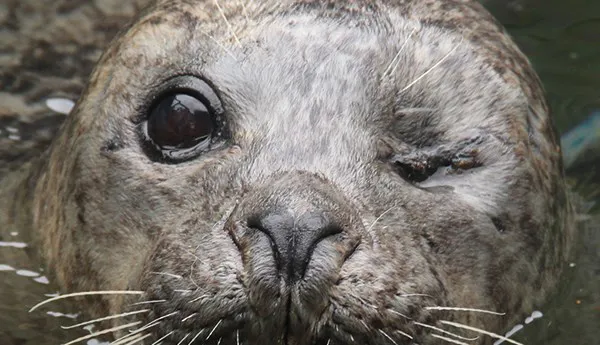 Seal | SEA LIFe Charlotte-Concord